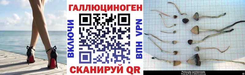 Купить где  Городец  Псилоцибиновые грибы мицелий 